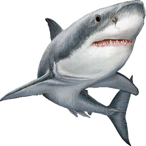 Great white shark Clip art Image Illustration - shark png download ...