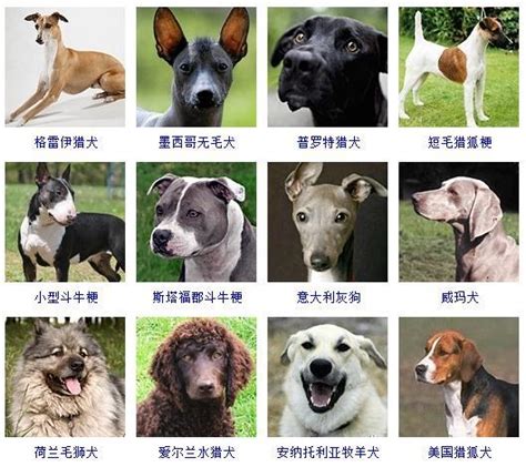 宠物狗的品种排名（100种名犬图片及名字）-宠物网