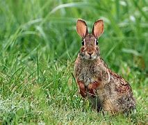 Image result for Cottontail Rabbit Diet
