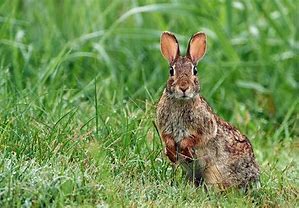 Image result for Wild Rabbit Habitat Pictures