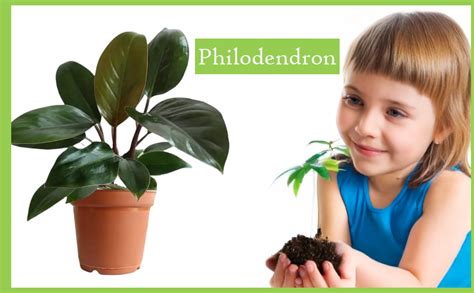 Happiness In House Live Philodendron Red Plant with Nursery Pot ...