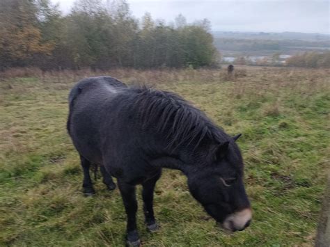 I love autumn colours in the mist. Exmoor ponies at Rainton Meadows ...