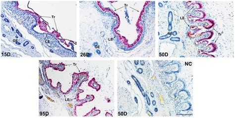 Cellular Localization and Regulation of Expression of the PLET1 Gene in ...