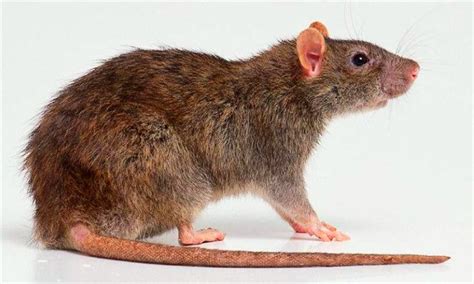 科学网—小老鼠的吃货世界，别看它小，比你还能吃！ - 王振的博文