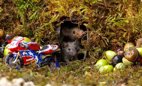 全世界最幸福的小老鼠 就在这个人的花园里 - Chinadaily.com.cn