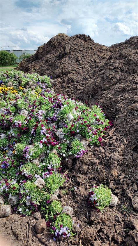 Image result for Using Compost When Planting Flowers