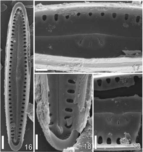 The diatom genus Gomphonema Ehrenberg in India: Checklist and ...