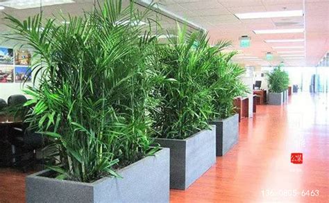 办公室装修后摆放绿植的重要作用||【雅鼎公装】公司