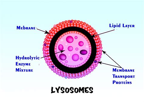 Suicide bags of cells are(a)Endoplasmic reticulum(b)Lysosome(c)Golgi ...