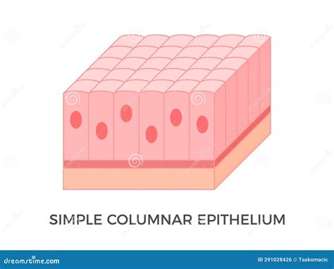 Simple Columnar Epithelial Tissue Function at Deloris Colvin blog