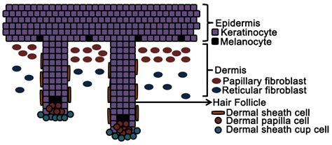 Alteration of Skin Properties with Autologous Dermal Fibroblasts