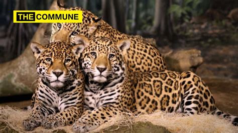India's Leopard Population Sees 60% Rise - The Commune