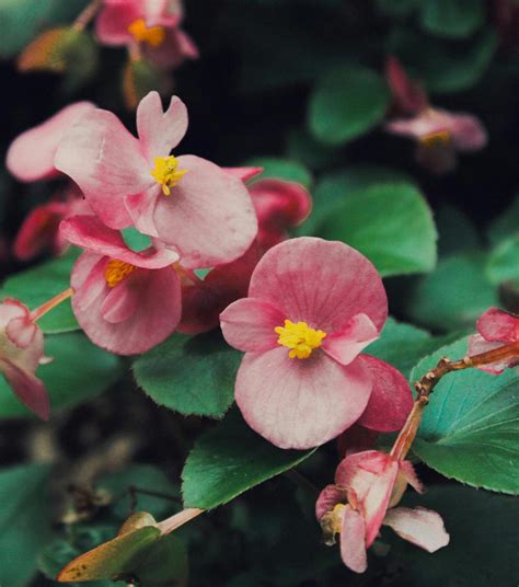 Are Begonias Deer Resistant? - Green Packs