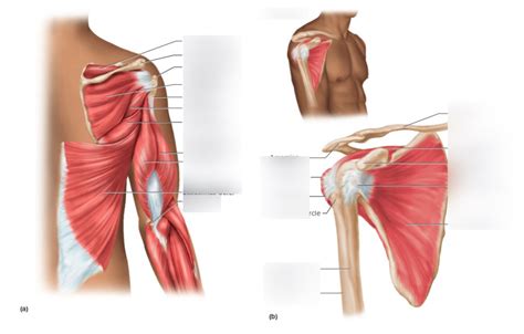 Scapular Muscle 的图像结果