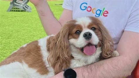 Police: Tyrese Gibson's dogs attack, kill neighbor’s dog | FOX 10 Phoenix