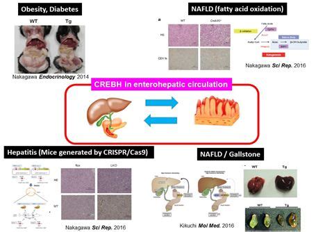 Image result for Complex Bioengineered System