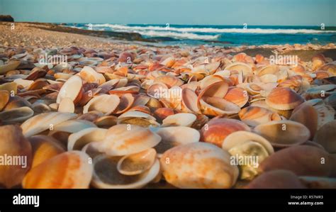 Image result for Beach Sea Shells