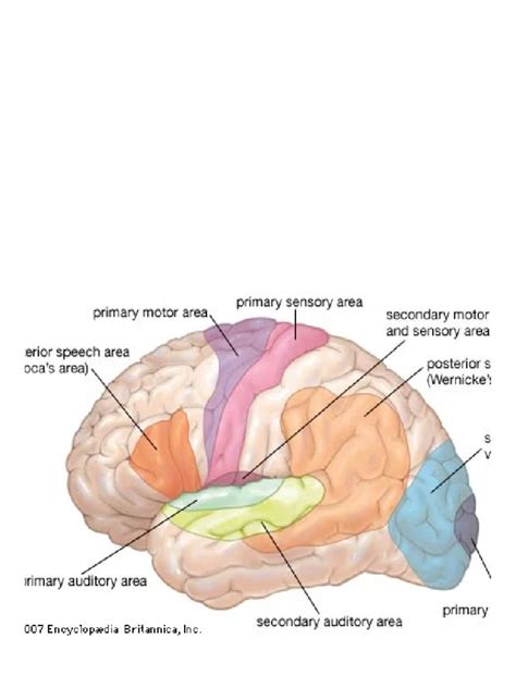 Image result for Broca's area Function
