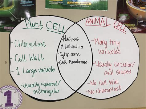 Plant v animal cell anchor chart | Teaching biology, Science cells ...