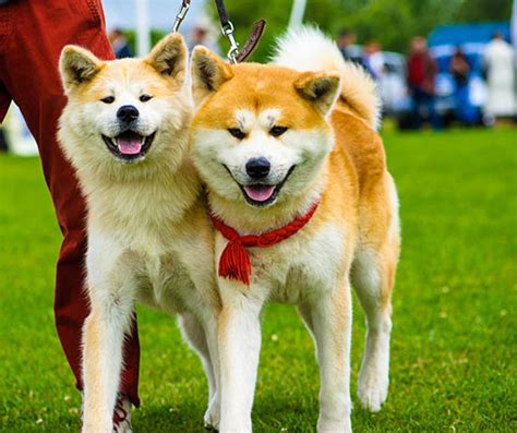 秋田犬 – 公益社団法人 日本犬保存会