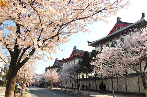 2019中国哪里有樱花节 2019国内哪里樱花最好看_万年历
