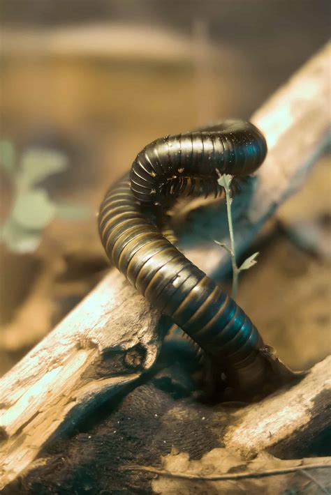 What Do Millipedes Eat? 9 Surprising Meals - A-Z Animals