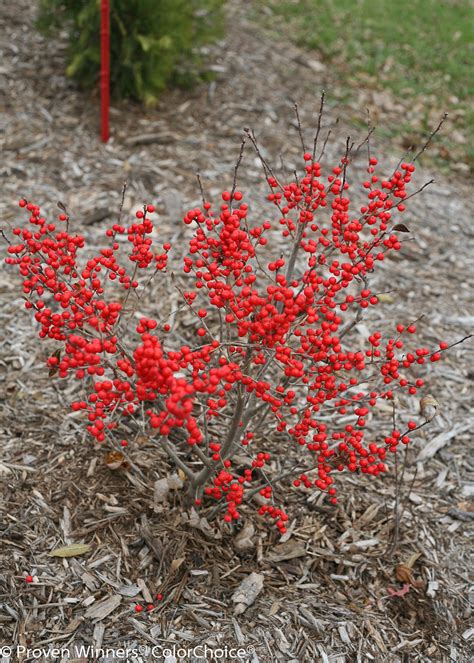 Ilex x verticillata "Berry Poppins" (femelle) - Houx verticillé ...