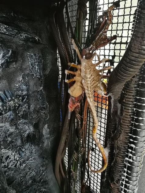 Alien vs Predator "Predalien diorama" : r/predator