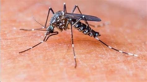 India poised to be malaria-free by 2030: Health ministry | India News