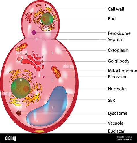 Budding fungus cell structure, Anatomy of fungal cell, typical labeled ...