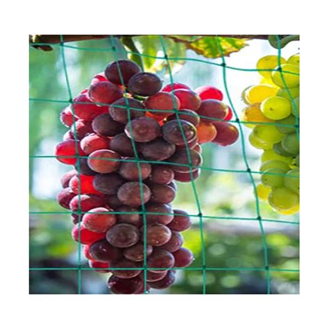 How to Make a Trellis Using Netting 的图像结果