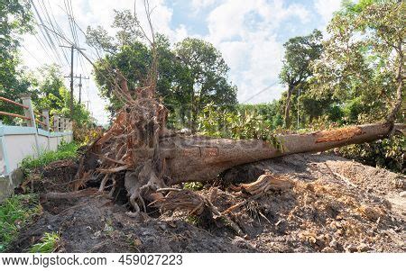 Deep Root Tree Gun 的图像结果