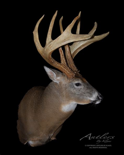 Jordan Buck - Antlers by Klaus