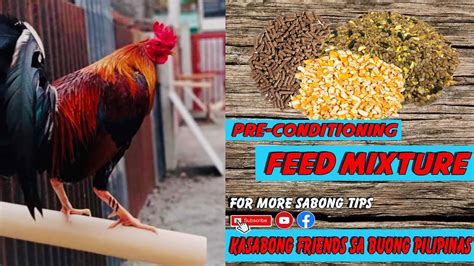 Pitmaster Sabong Tips 的图像结果