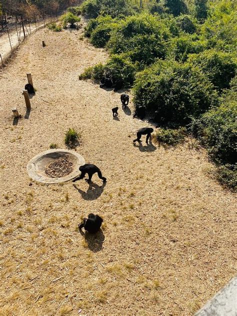 CHIMFUNSHI WILDLIFE ORPHANAGE (Chingola) - Lodge Reviews & Photos ...