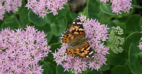 15 Flowers That Attract Monarch Butterflies - The Garden Magazine