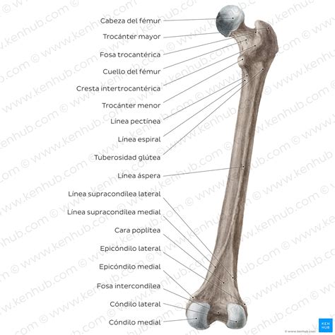 Linea Aspera Femur