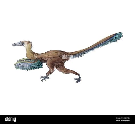 Velociraptor (or swift thief) is a genus of small dromaeosaurid dinosaur that lived during the ...