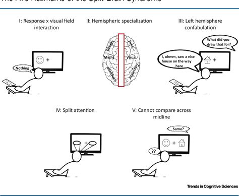 Contact Split Brain Behavioral Experiments 的图像结果