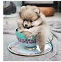 Image result for Tiniest Teacup Dogs Breeds