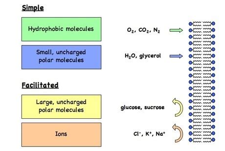 Image result for Diffusion Simple