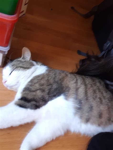 What type of rat is this? : r/RATS