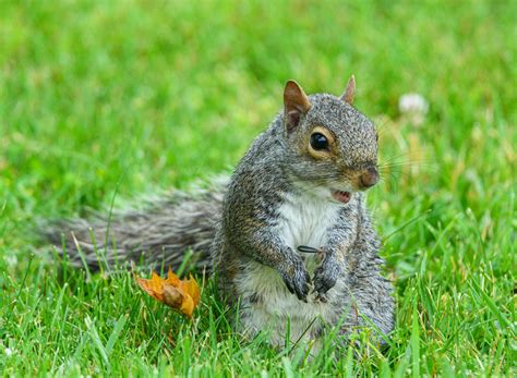 Eastern Gray Squirrel Lifespan: Average Years in the Wild