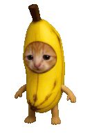Image result for Cat Writing Python Code