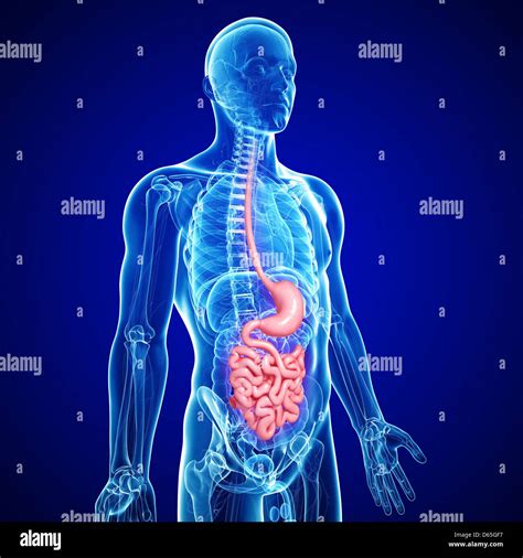 Male digestive system hi-res stock photography and images - Alamy