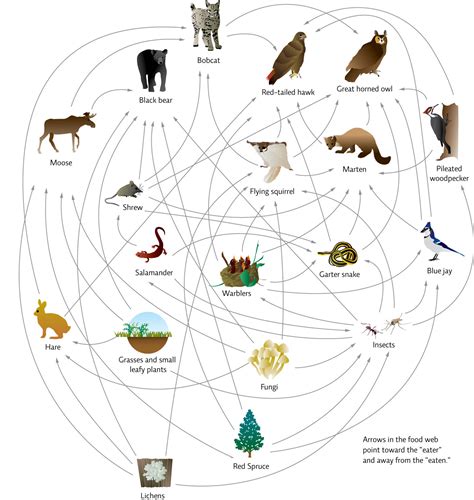 Taiga Food Web