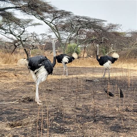 Langano Tourism (2024): All You Need to Know Before You Go