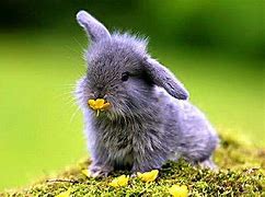 Image result for What Is a Baby Bunny Called