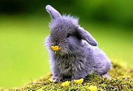 Image result for Cute Bunny Baby Plushies