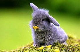 Image result for Baby Bunny Age Chart